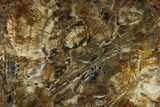 Triassic Petrified Wood (Araucaria) Round - Utah #284989-1
